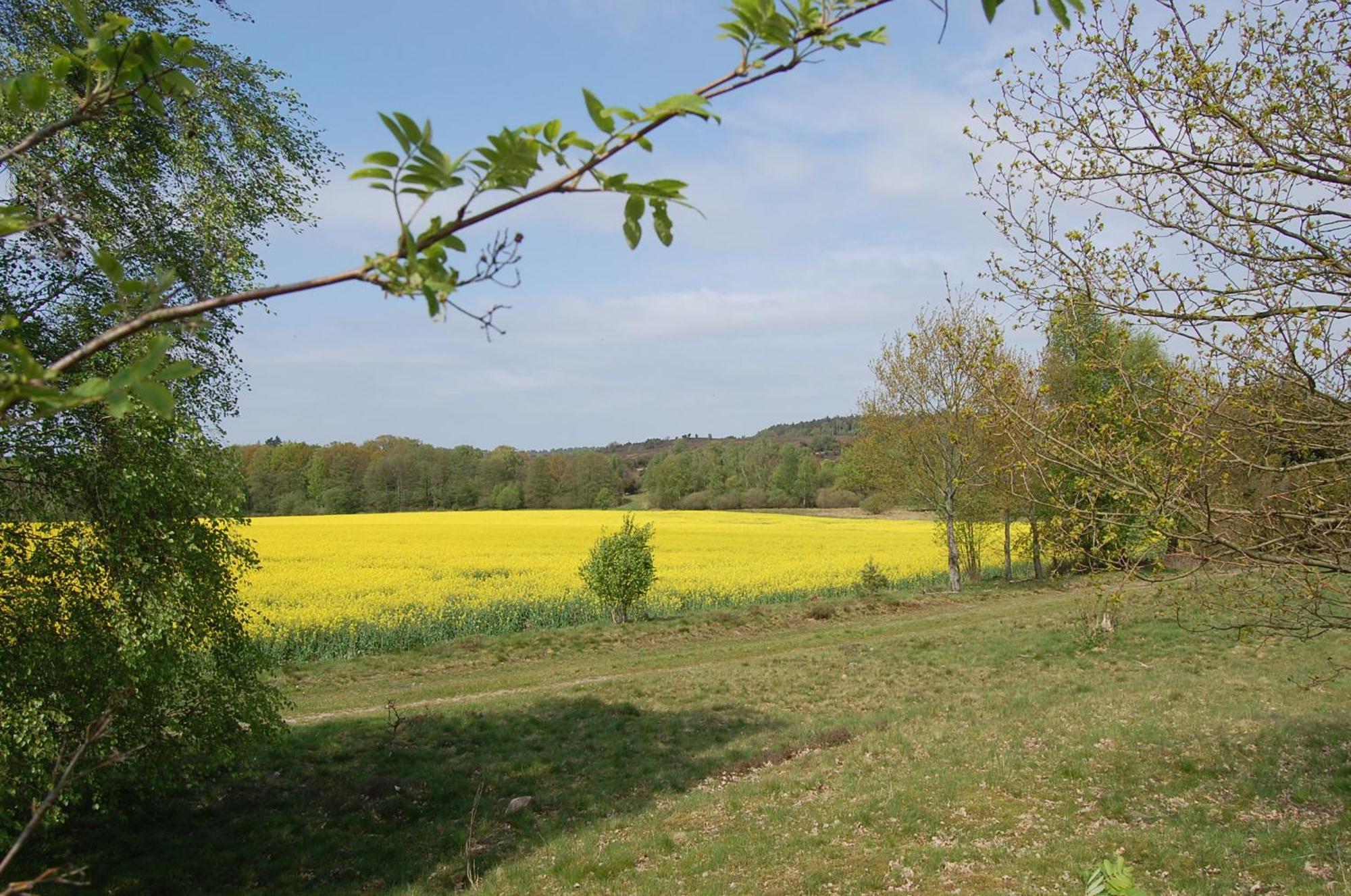 Bed and Breakfast Haus Heidetal Bispingen Exterior foto